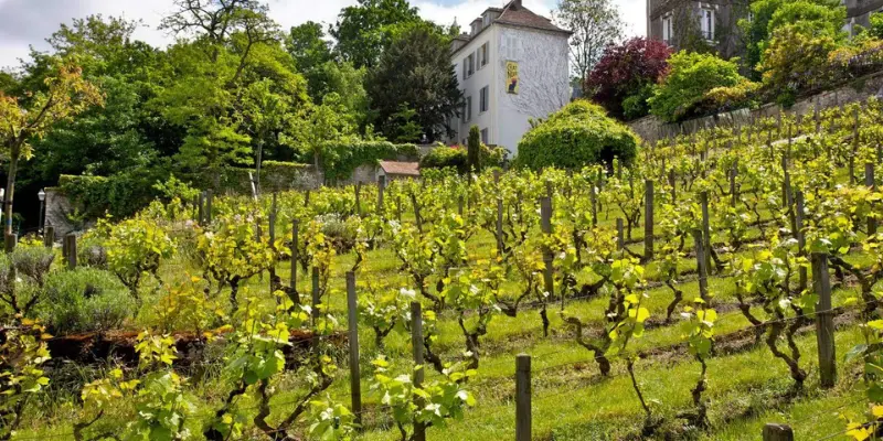 Vigne du Clos Montmartre